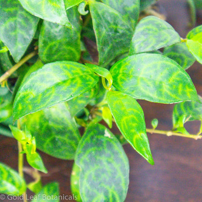 Zebra Vine Sun