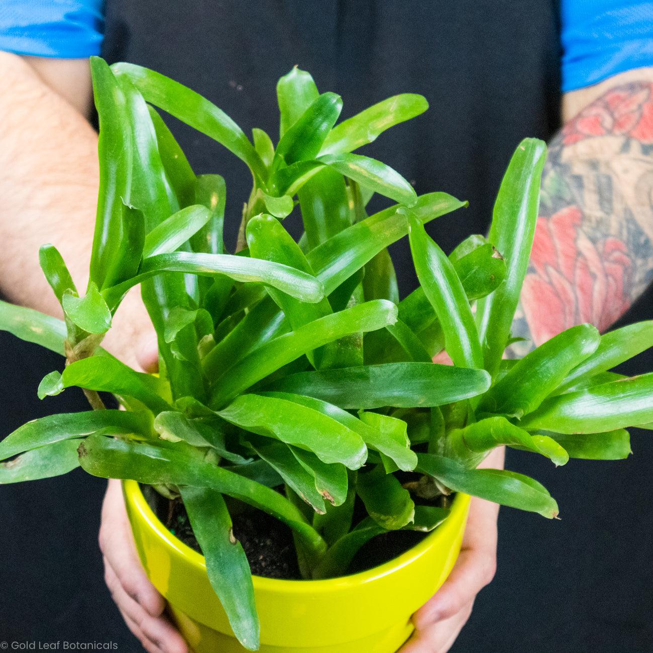 Bromeliad Neoregelia Fireball - Gold Leaf Botanicals