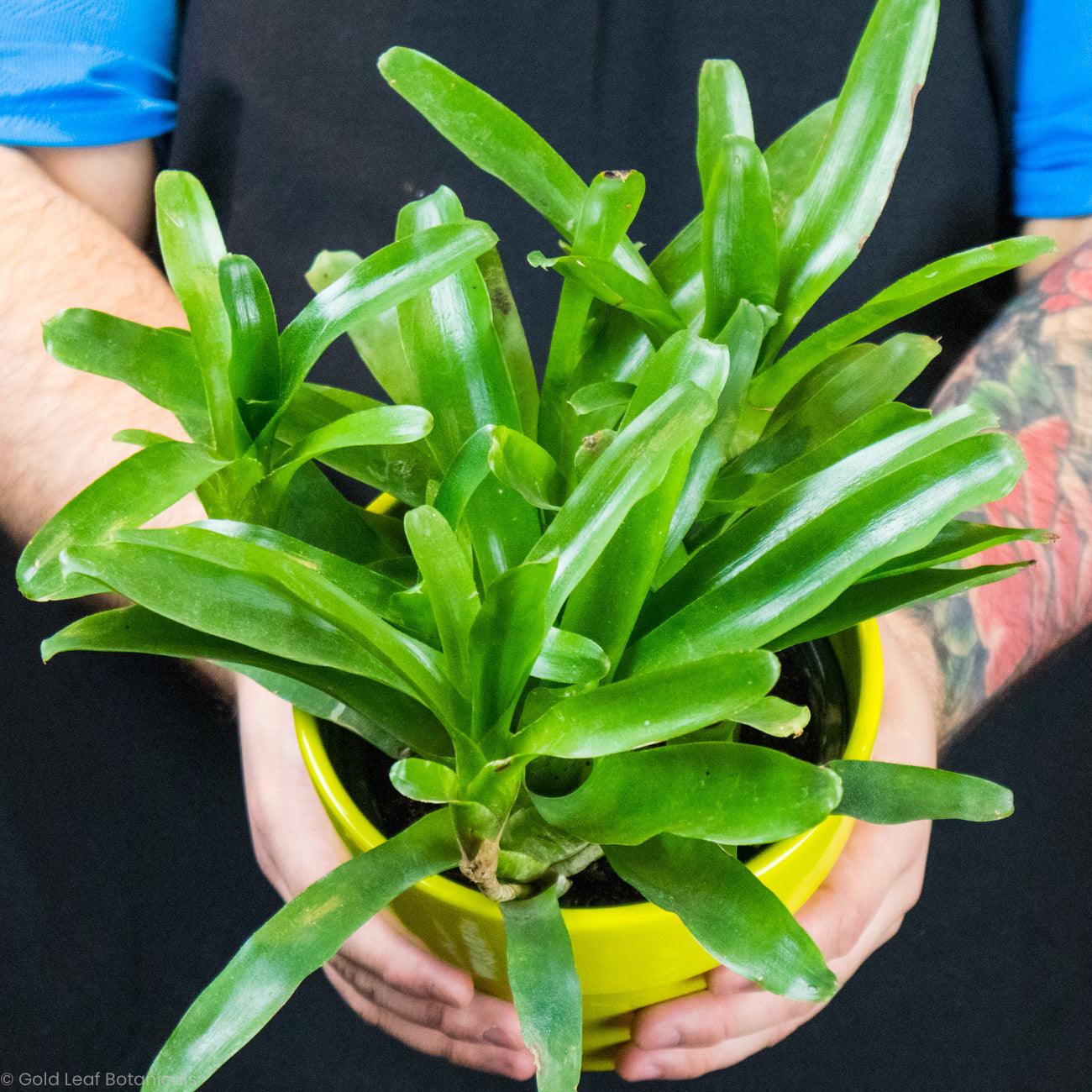 Bromeliad Neoregelia Fireball - Gold Leaf Botanicals