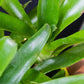 Bromeliad Neoregelia Fireball - Gold Leaf Botanicals
