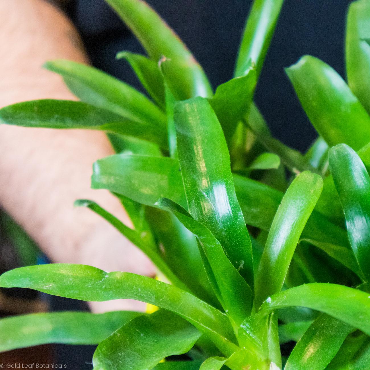 Bromeliad Neoregelia Fireball - Gold Leaf Botanicals