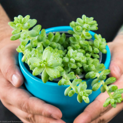 Burro's Tail