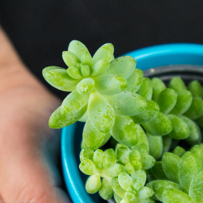 Burro's Tail