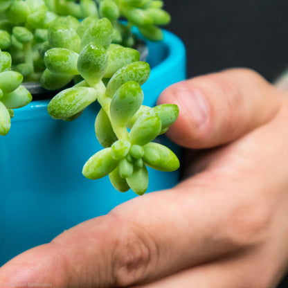 Burro's Tail