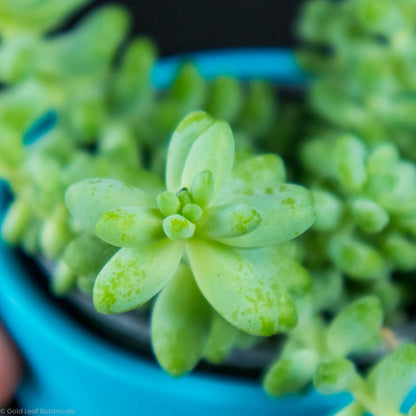 Burro's Tail