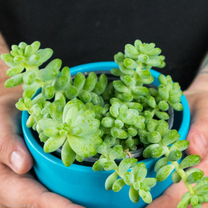 Burro's Tail