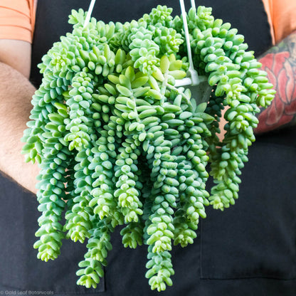 Burro's Tail