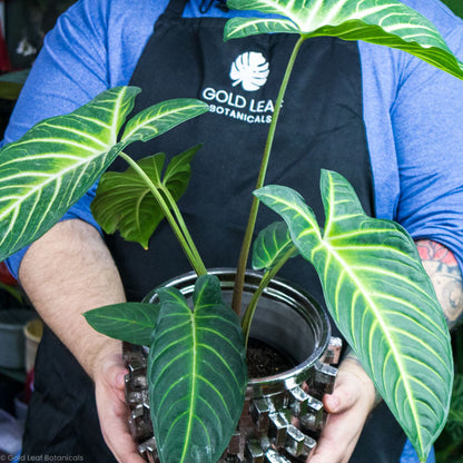 Caladium Lindenii Magnificum