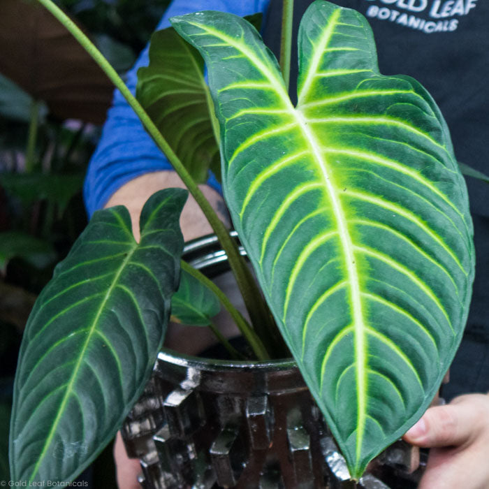 Caladium Lindenii Magnificum