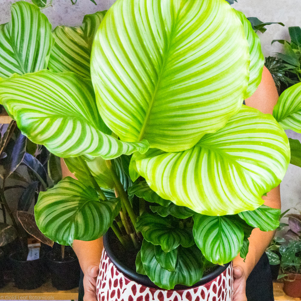 Calathea Orbifolia Plant