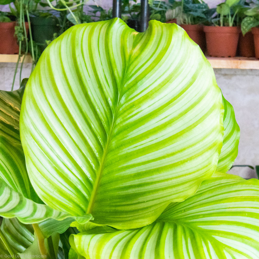 Calathea Orbifolia Sunlight