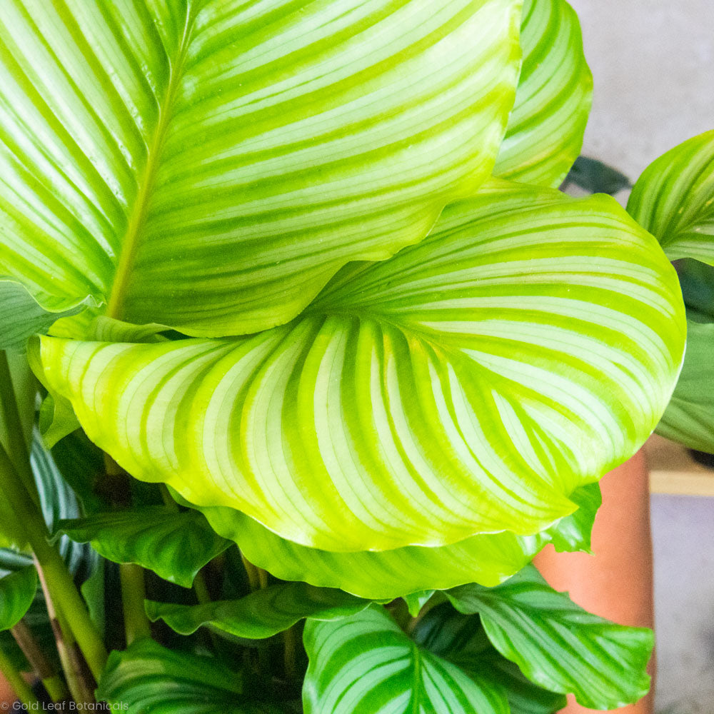 Calathea Orbifolia Water