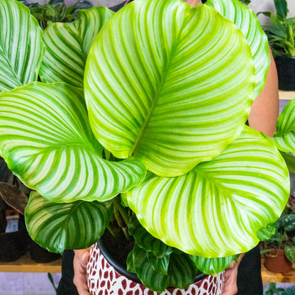 Calathea Orbifolia Care