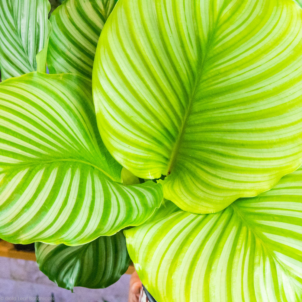 Calathea Orbifolia Care