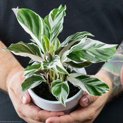 Calathea White Fusion Care