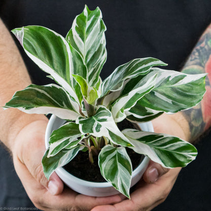 Calathea White Fusion Sun