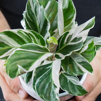 Calathea White Fusion Light