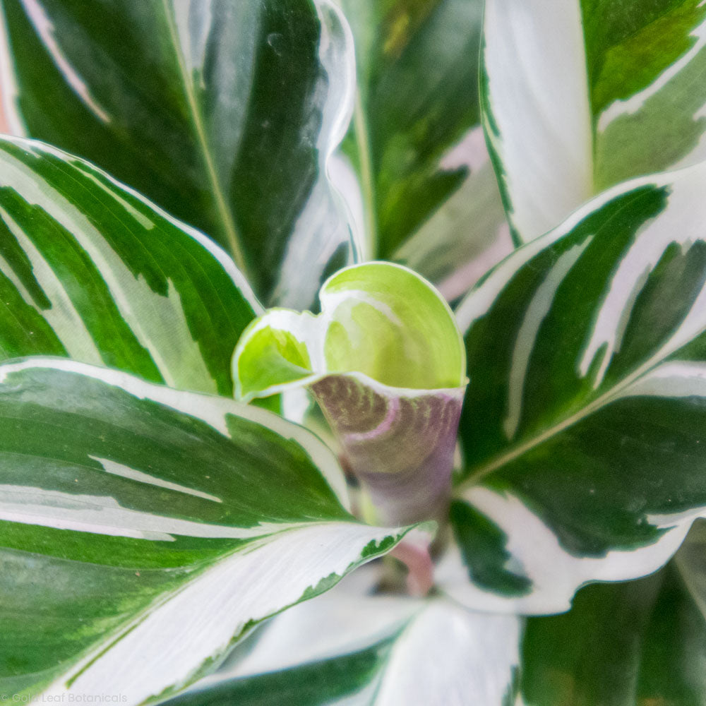 Calathea White Fusion Water