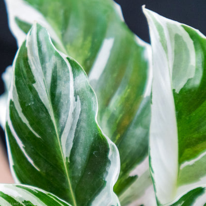 Calathea White Fusion Leaves