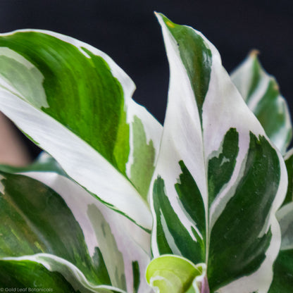 Calathea White Fusion Growing