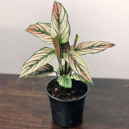 Calathea White Star Plant In a Pot