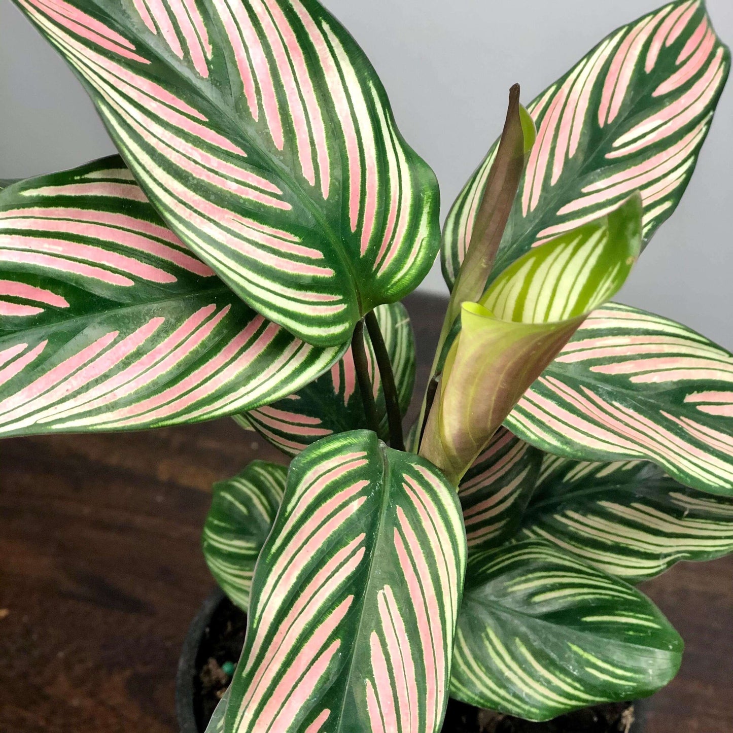 Calathea White Star Leaves