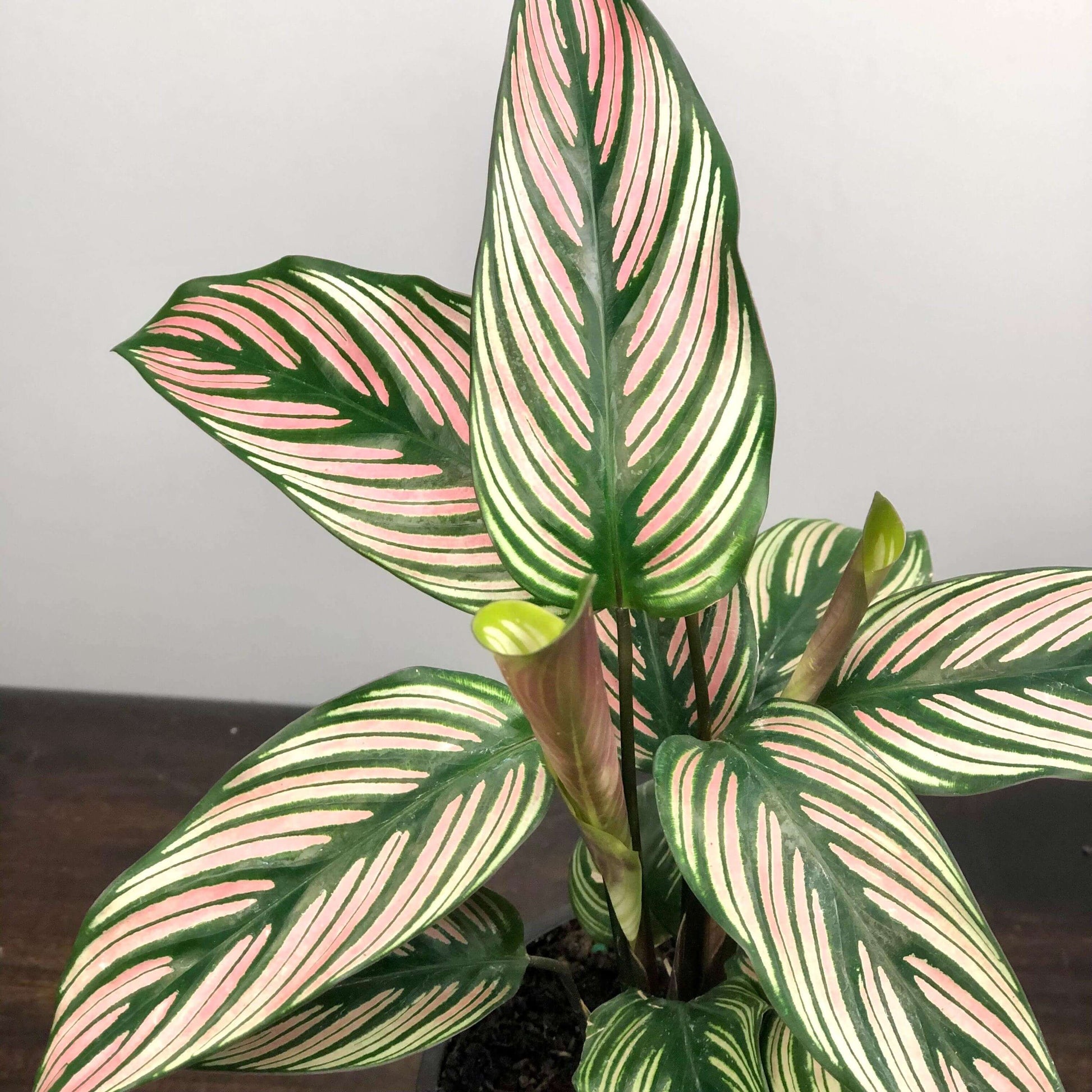Calathea White Star Care and Information