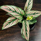 Calathea White Star Plant For Sale Ontario