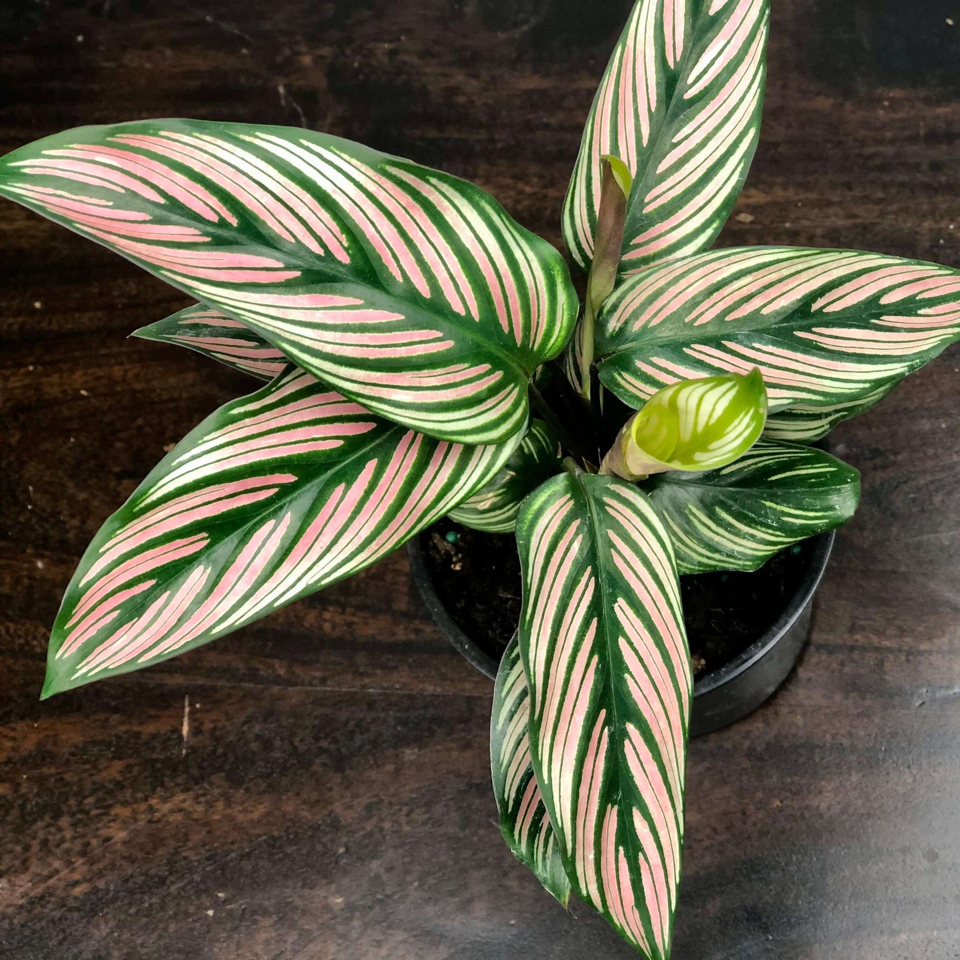Calathea White Star Care - Sun, Water, and Soil – Gold Leaf Botanicals Calathea White Star Care - Sun, Water, and Soil – Gold Leaf Botanicals
