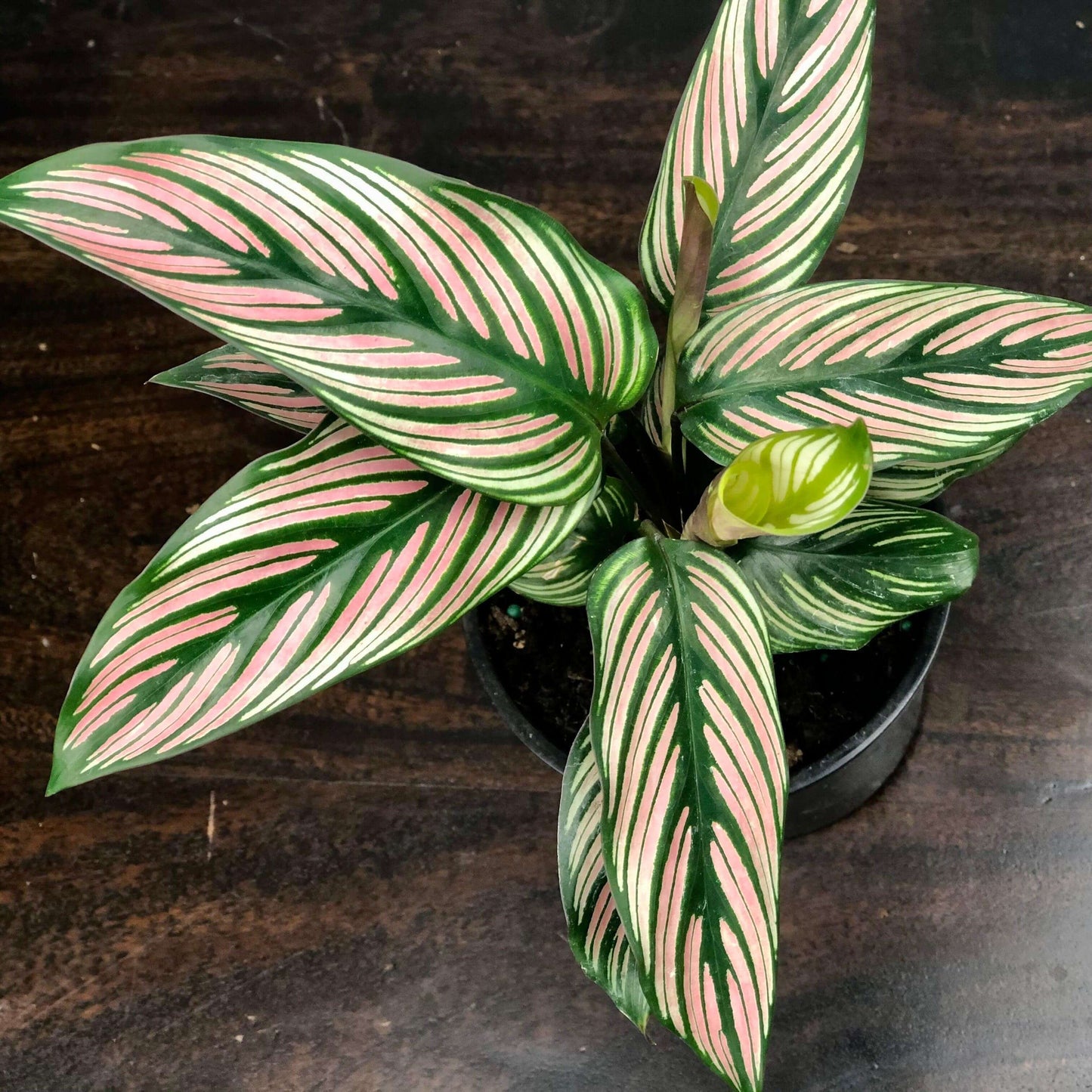 Calathea White Star Plant For Sale Ontario