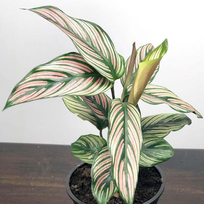 Calathea White Star Plant