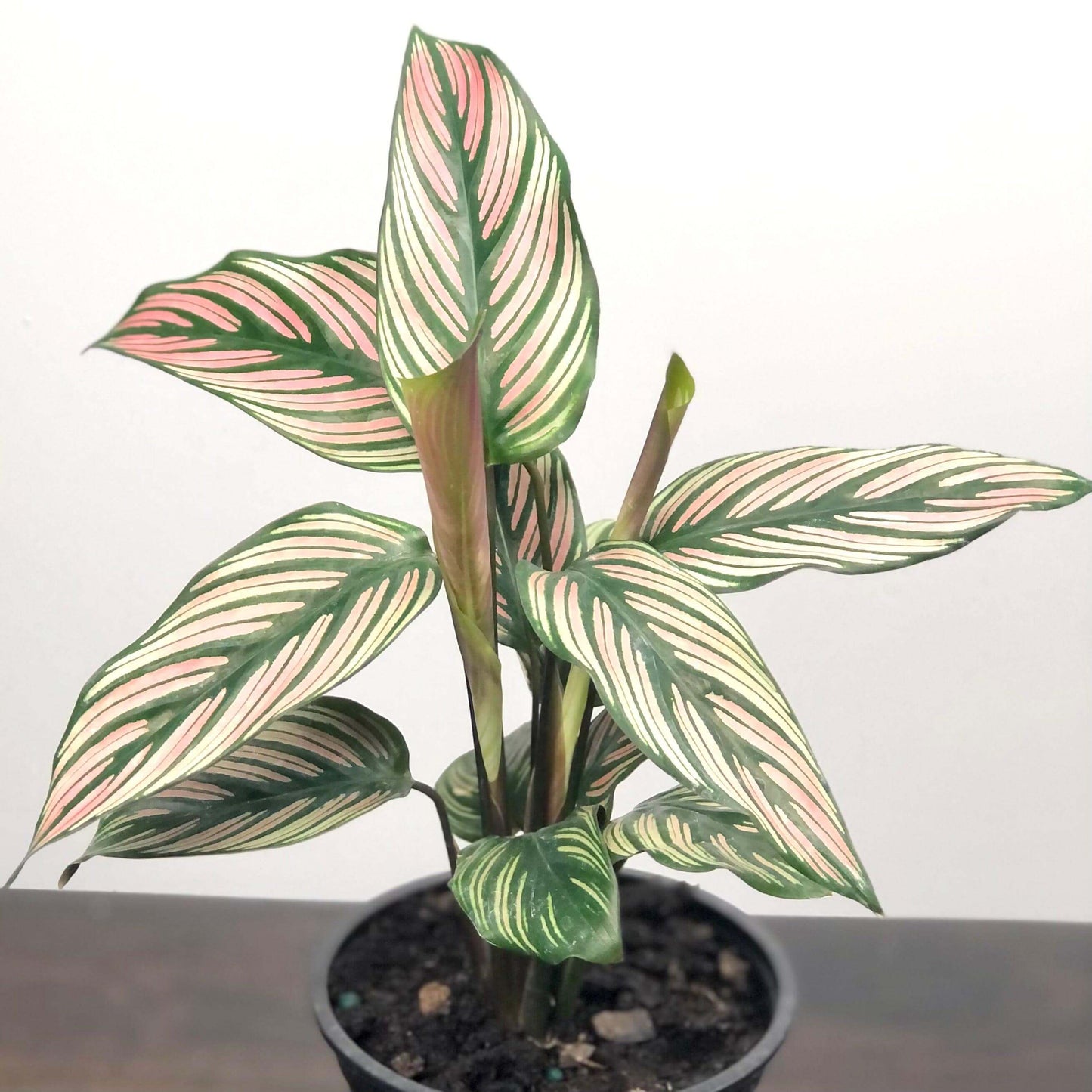 Where to buy a Calathea White Star Plant