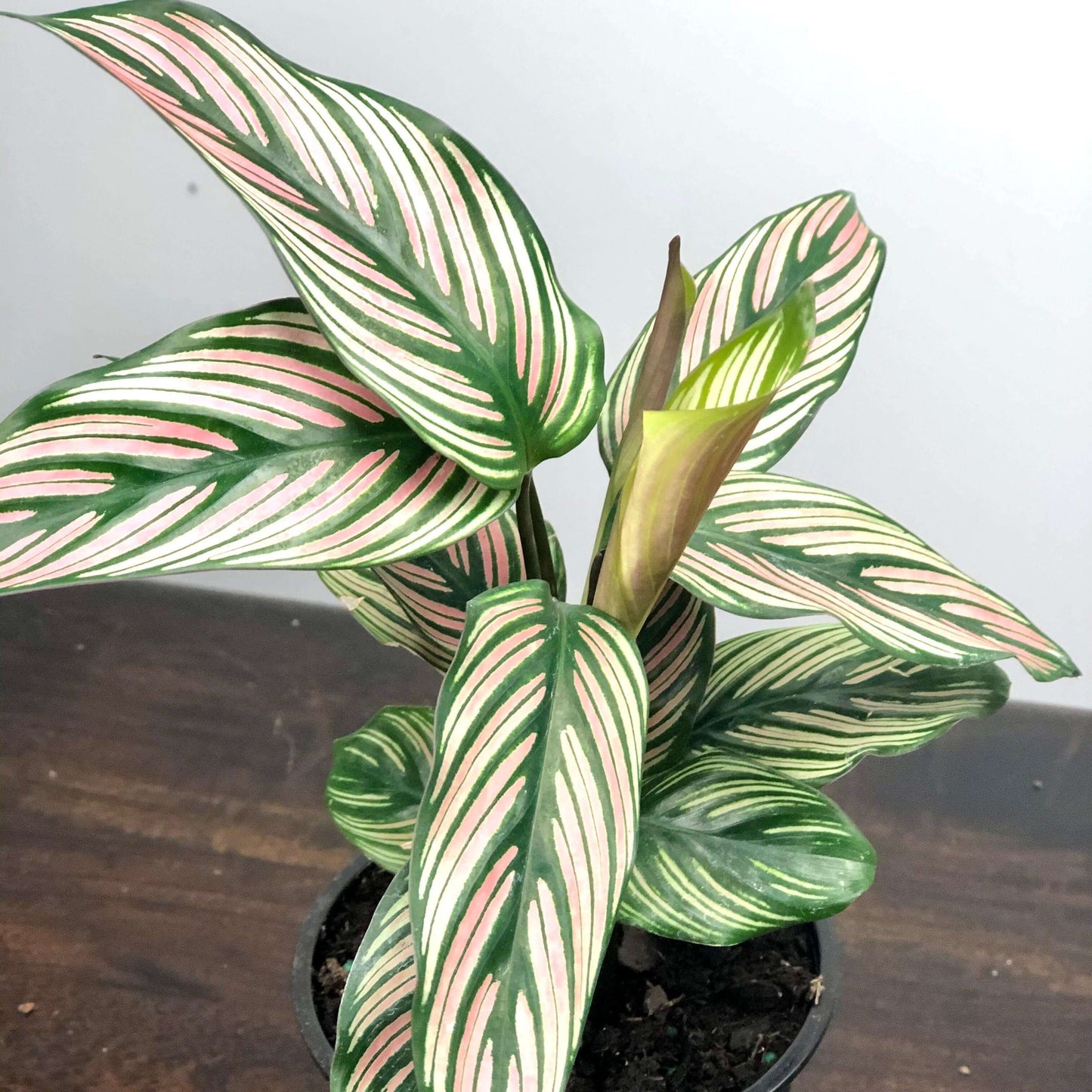 Calathea White Star Plant