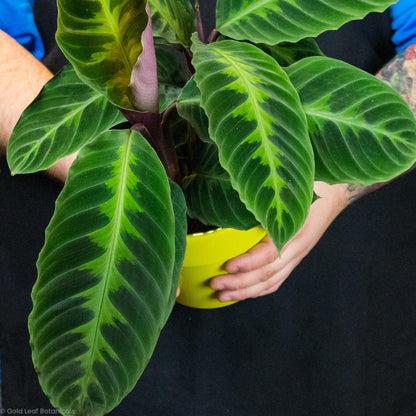 Calathea Jungle Velvet Care