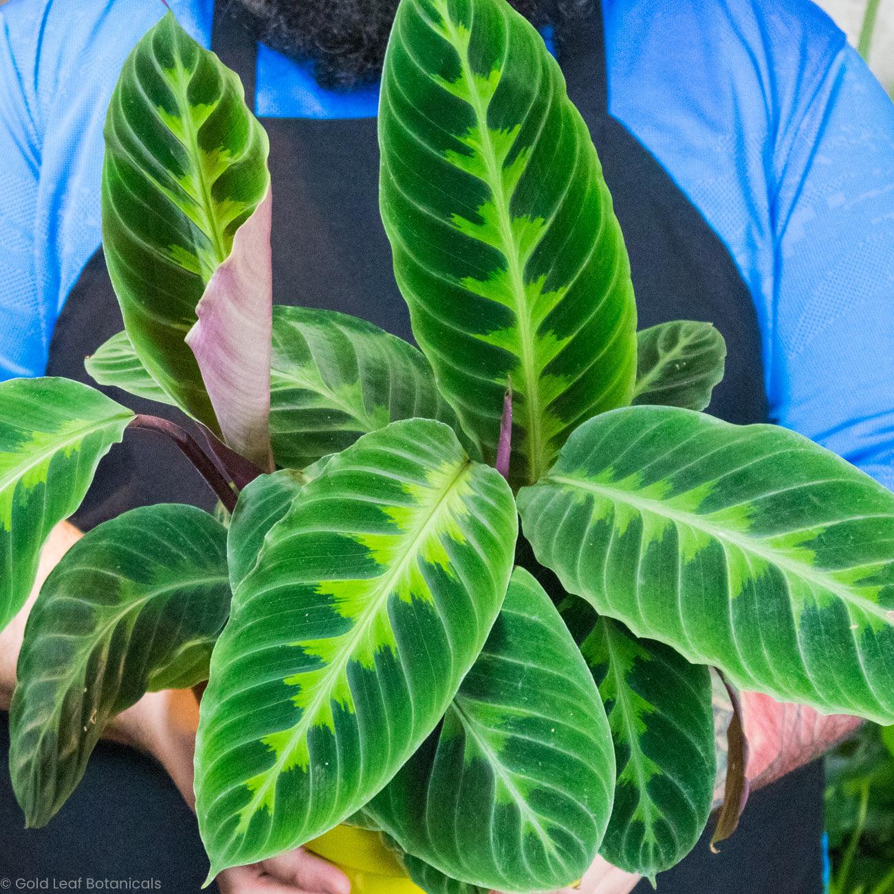 Buy Calathea Jungle Velvet