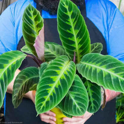 Calathea Jungle Velvet For Sale