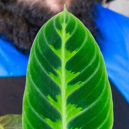 Calathea Jungle Velvet Ontario Canada