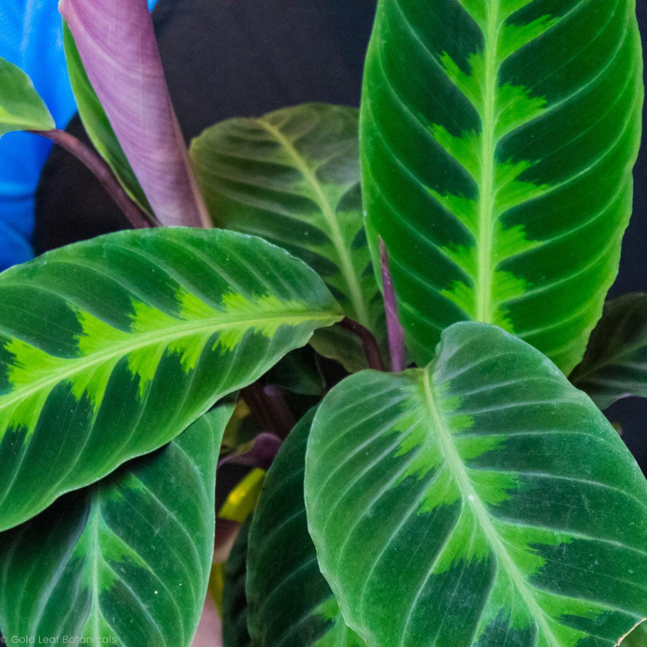 Calathea Jungle Velvet Water and Sun