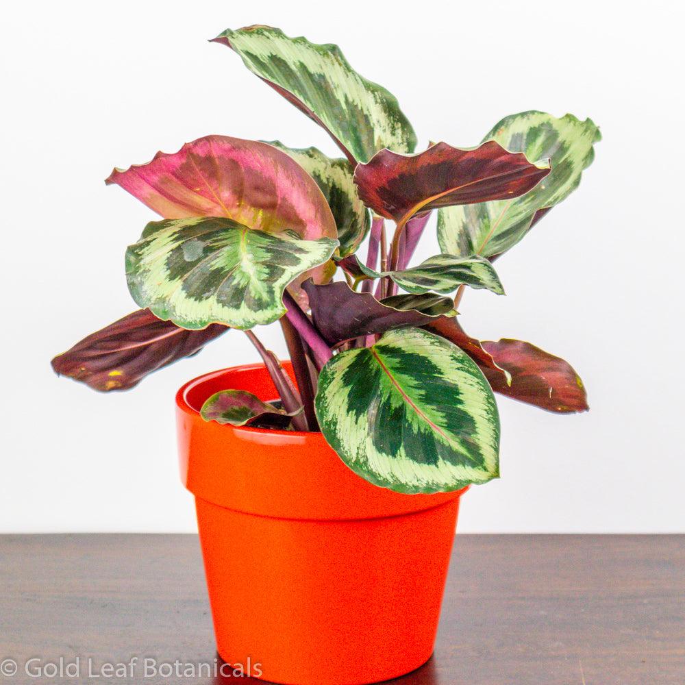 Calathea Marion Care