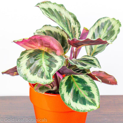 Buy Calathea Marion