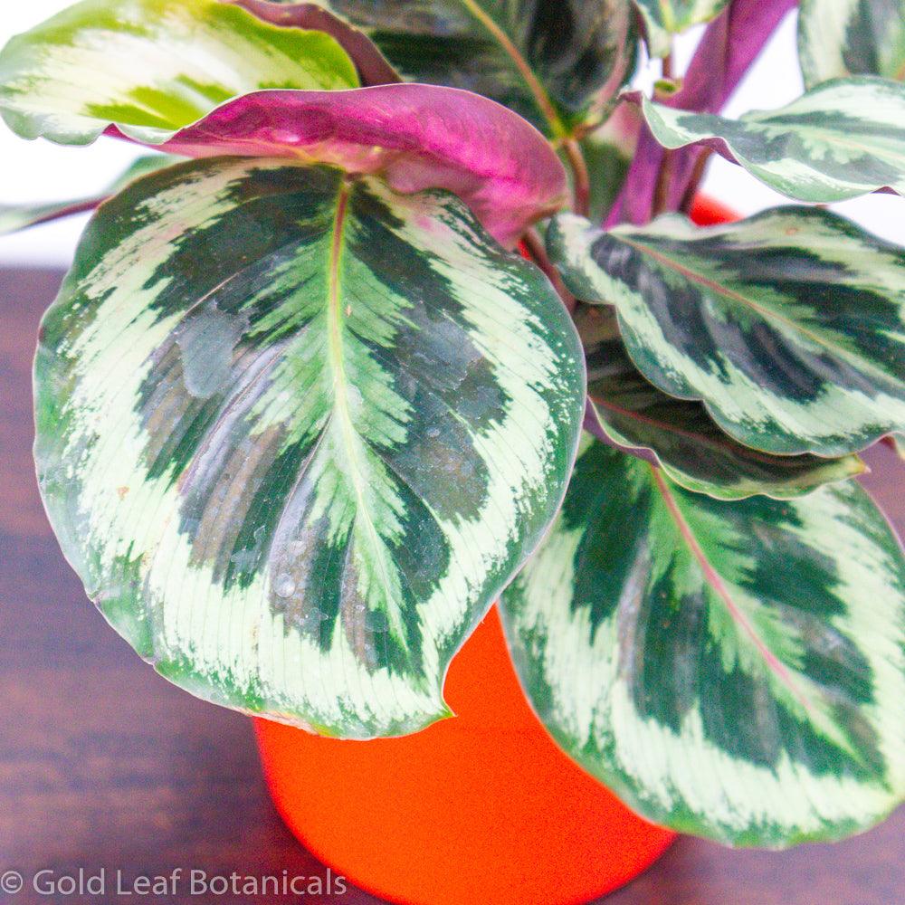 Calathea Marion For Sale