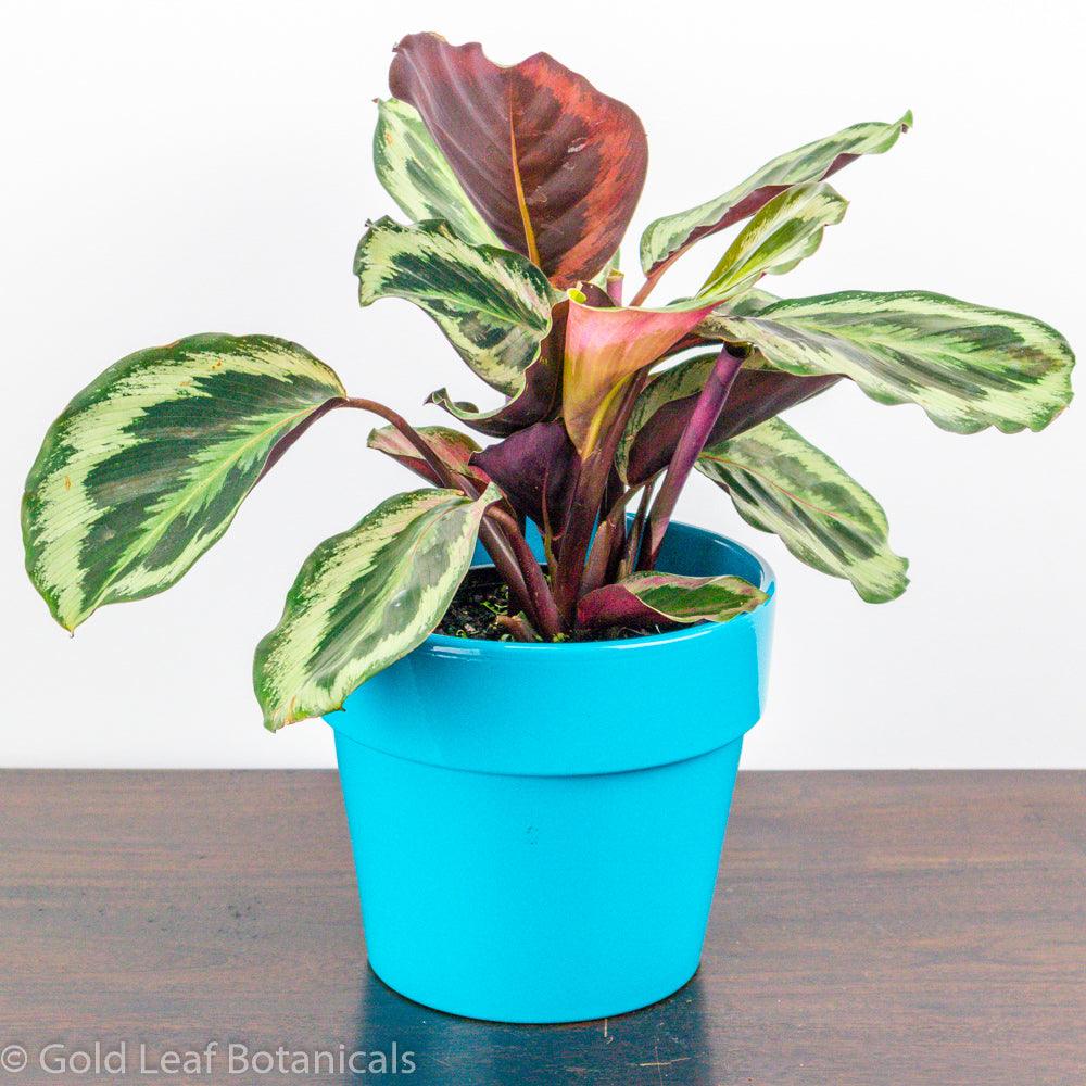 Calathea Marion Water