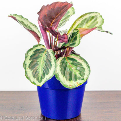 Calathea Marion Sun