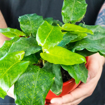 Calathea Musaica Network - Gold Leaf Botanicals