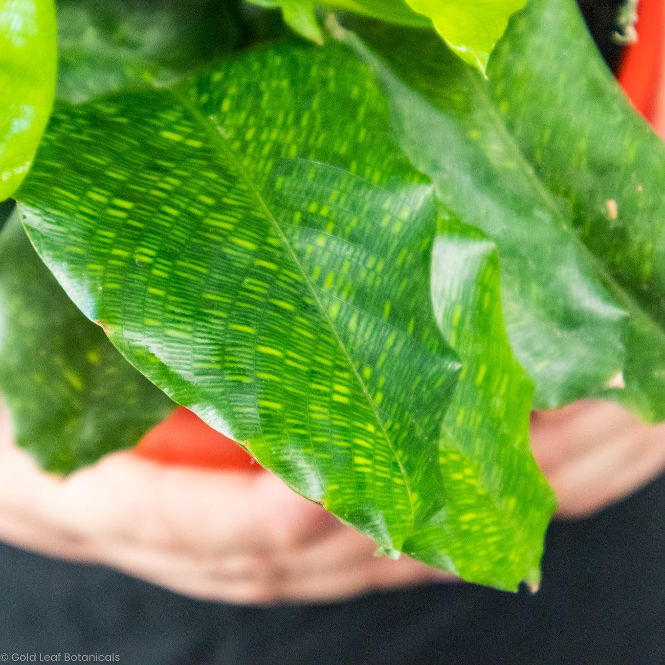 Calathea Musaica Network - Gold Leaf Botanicals