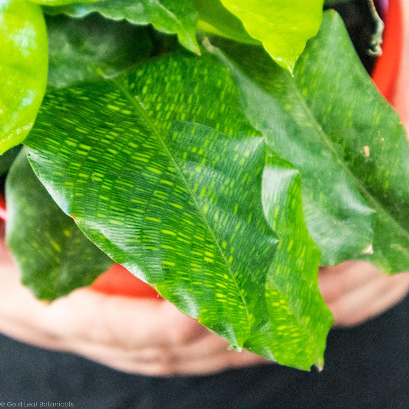 Calathea Musaica Network - Gold Leaf Botanicals