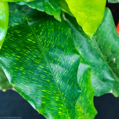 Calathea Musaica Network - Gold Leaf Botanicals