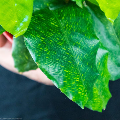 Calathea Musaica Network - Gold Leaf Botanicals