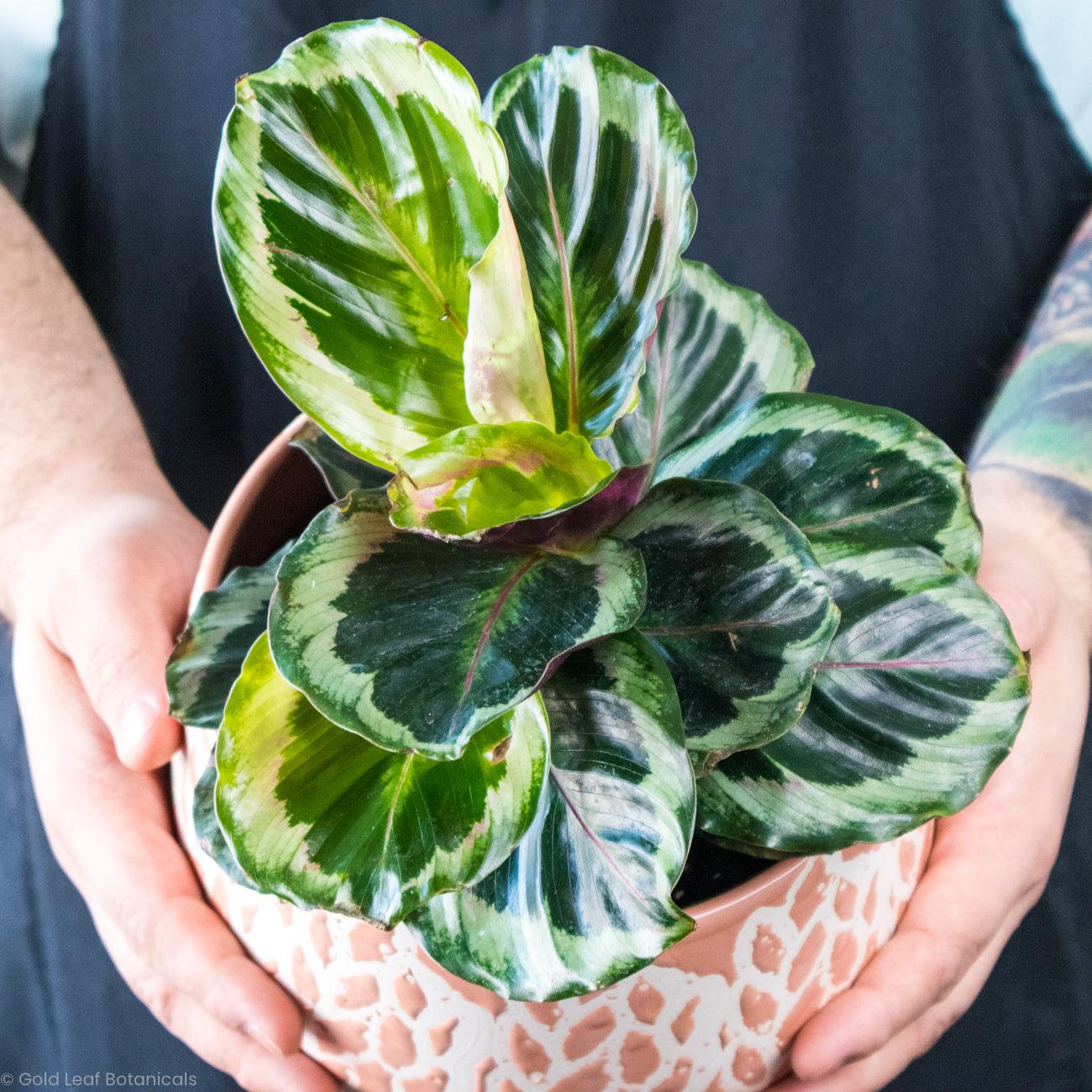 Calathea Shinestar Care - Sun, Water, And Soil – Gold Leaf Botanicals