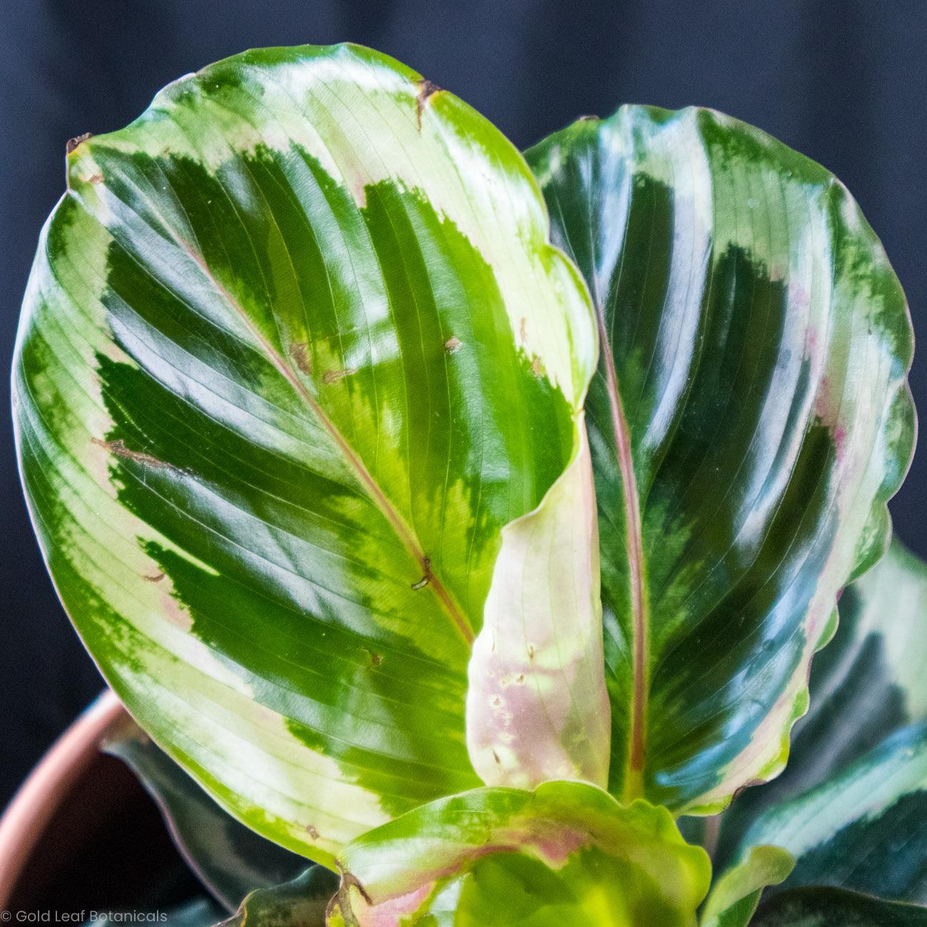 Calathea Shinestar - Gold Leaf Botanicals